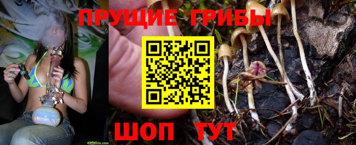 Заволжье  Псилоцибиновые грибы MAGIC MUSHROOMS  Вход с VPN 